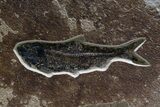 Spectacular Palm Infructescence & Fish Fossil Mural - Wyoming #380244-4